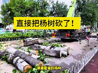 潍坊这办事效率真中！说干就干，昨天刚着完火，今天就动手砍杨树，实打实给老百姓解决