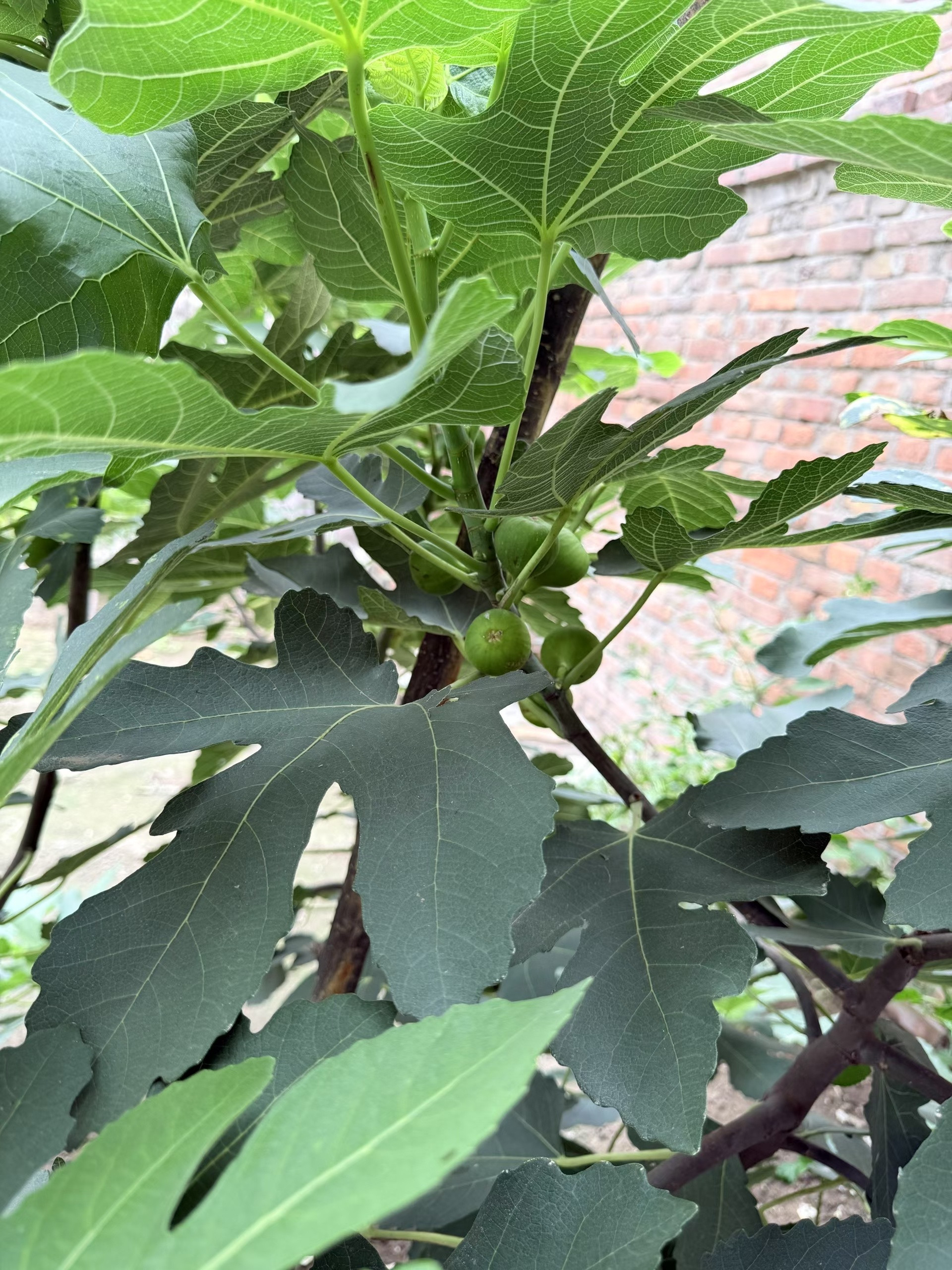 我好像有全世界最好的公公婆婆因为我超级无敌爱吃无花果我的公婆出去遛弯看到谁家有
