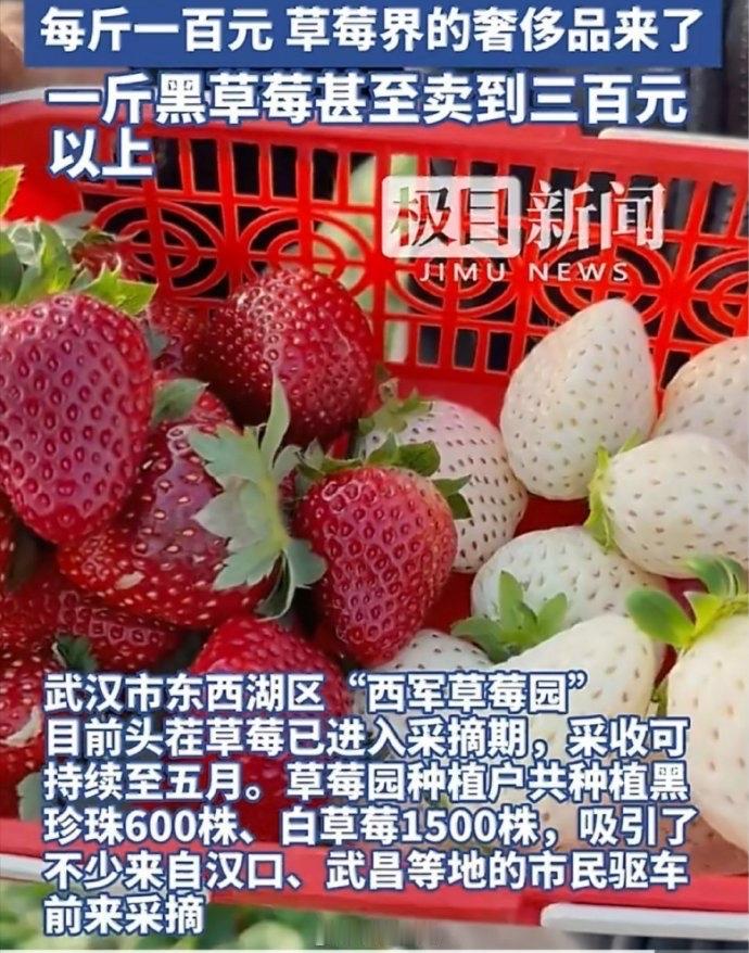 看到超市货架上10元一斤的红草莓和精品店300元一斤的黑草莓，你是不是也忍不住疑