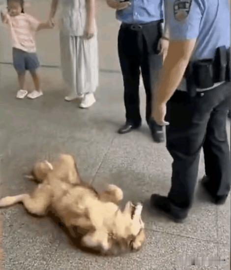 一个男的带狗去坐高铁，安检告诉他宠物不能进站，正常人怎么办？要么改签、要么打车、