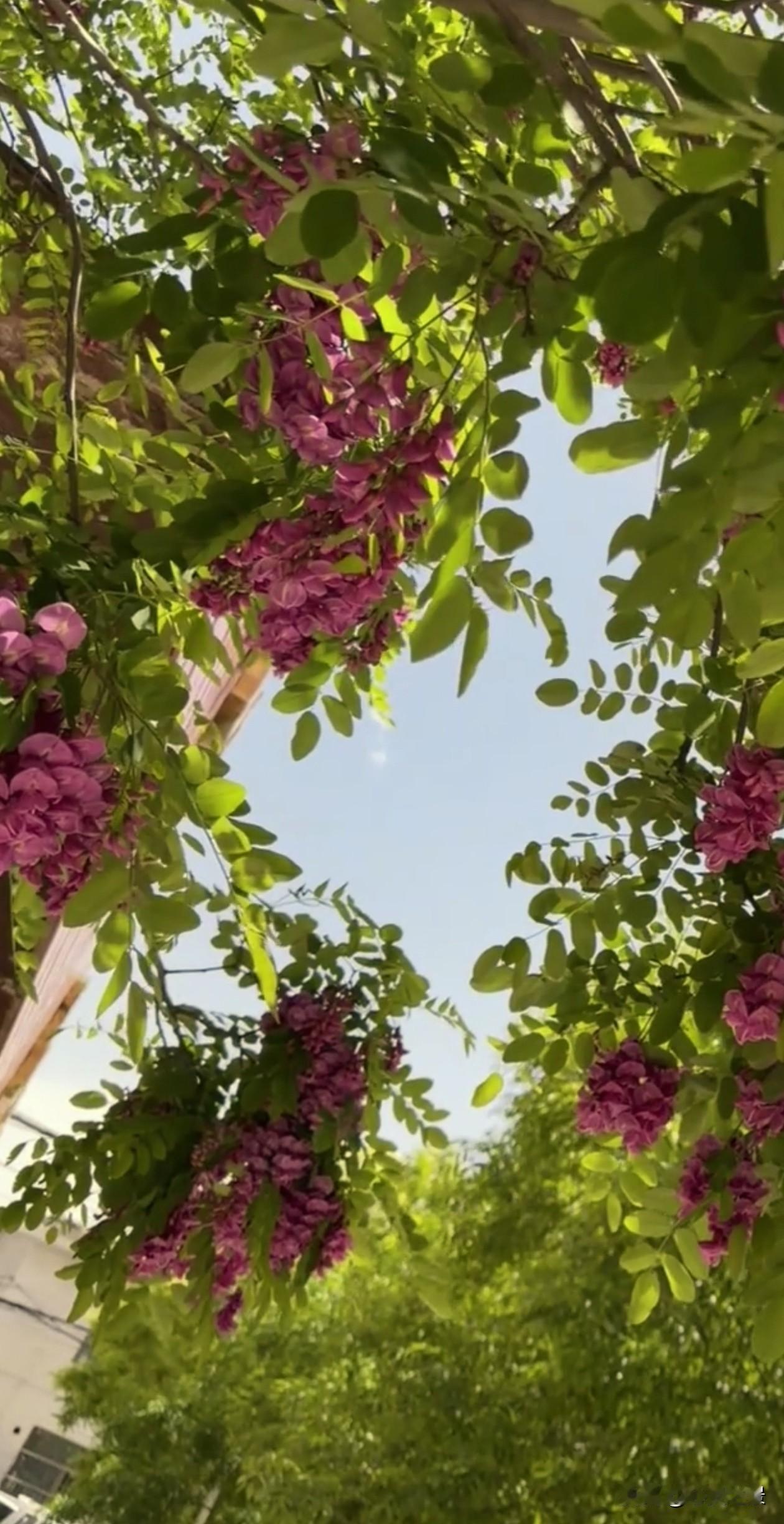 一帘紫藤，满架芬芳，万千花穗汇聚成震撼人心的花海。没有凭空而来的美好，所有盛大的