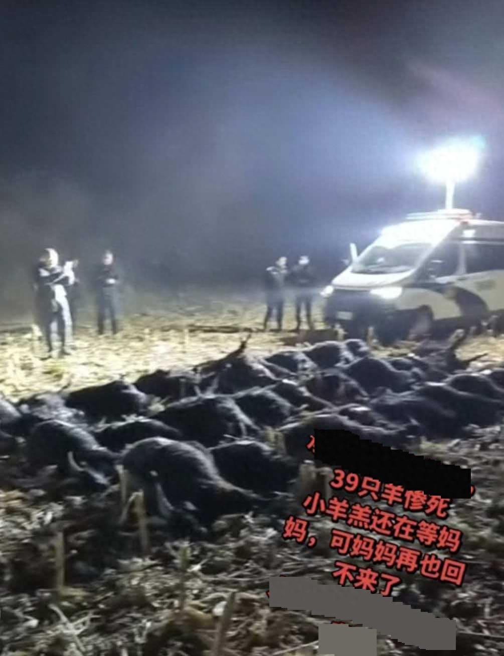 这是多大的仇啊！山西霍州，一60多岁的大爷大妈除了养羊没有别的收入。39只黑山羊