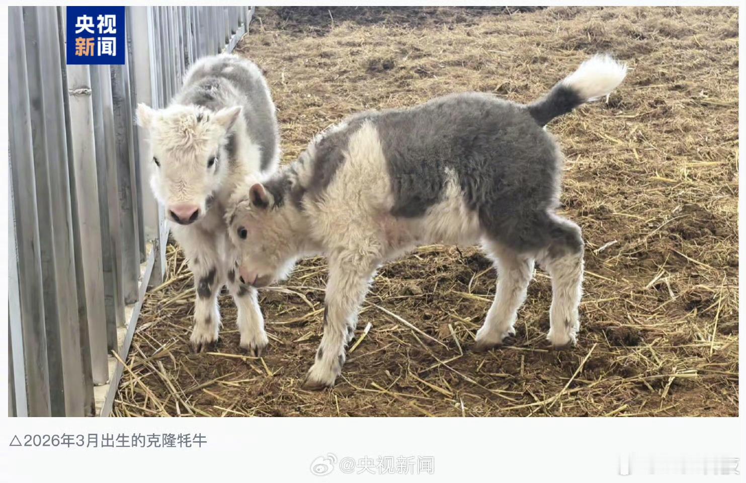 克隆牦牛来了救命，现在连牦牛都能克隆了而且生下来都健健康康的。以后好品种的牦