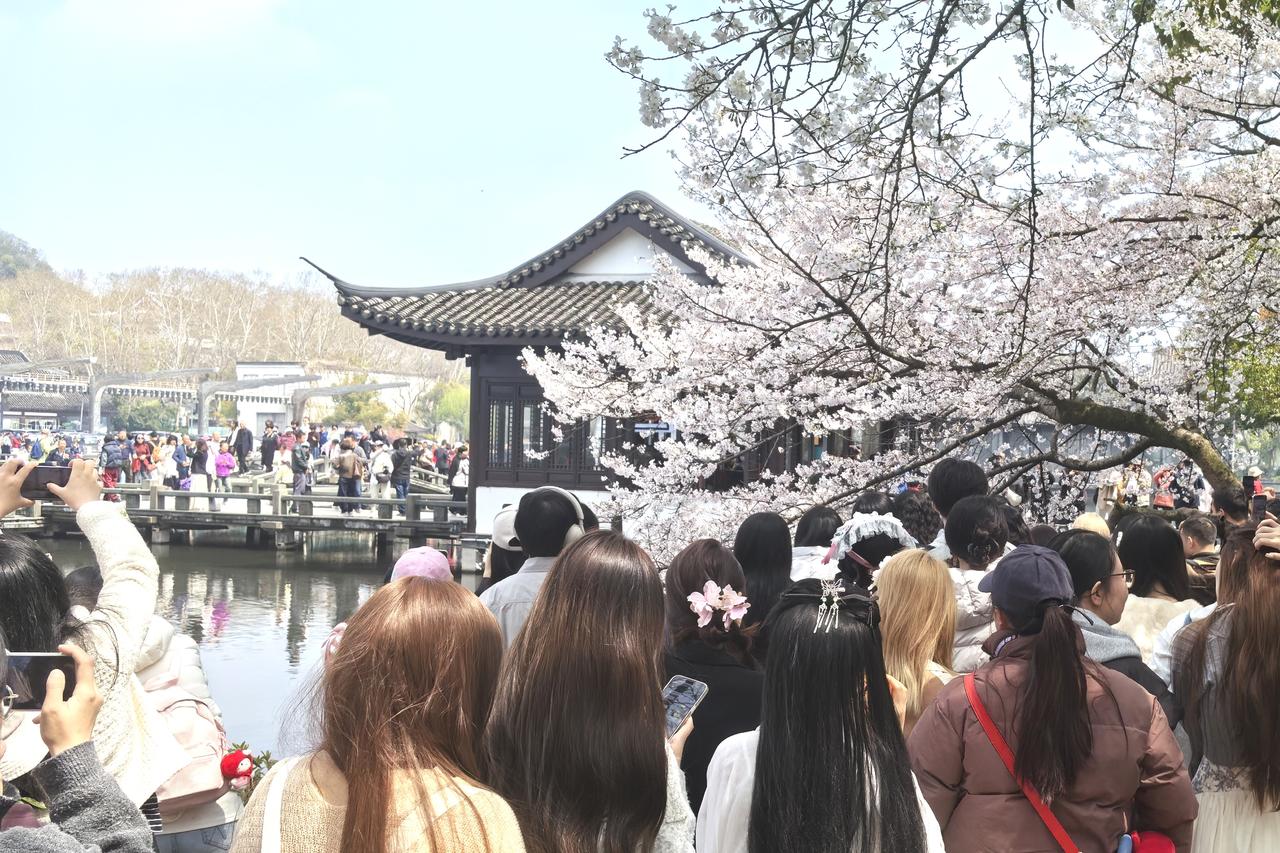 这里的樱花美极了！来此赏樱的大多是中国游客，还有部分欧美游人。他们兴致勃勃地