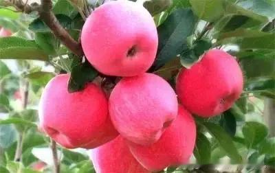 全球五大苹果🍎生产国​​1、中国：4700万吨。主产山东（烟台）、陕西（洛