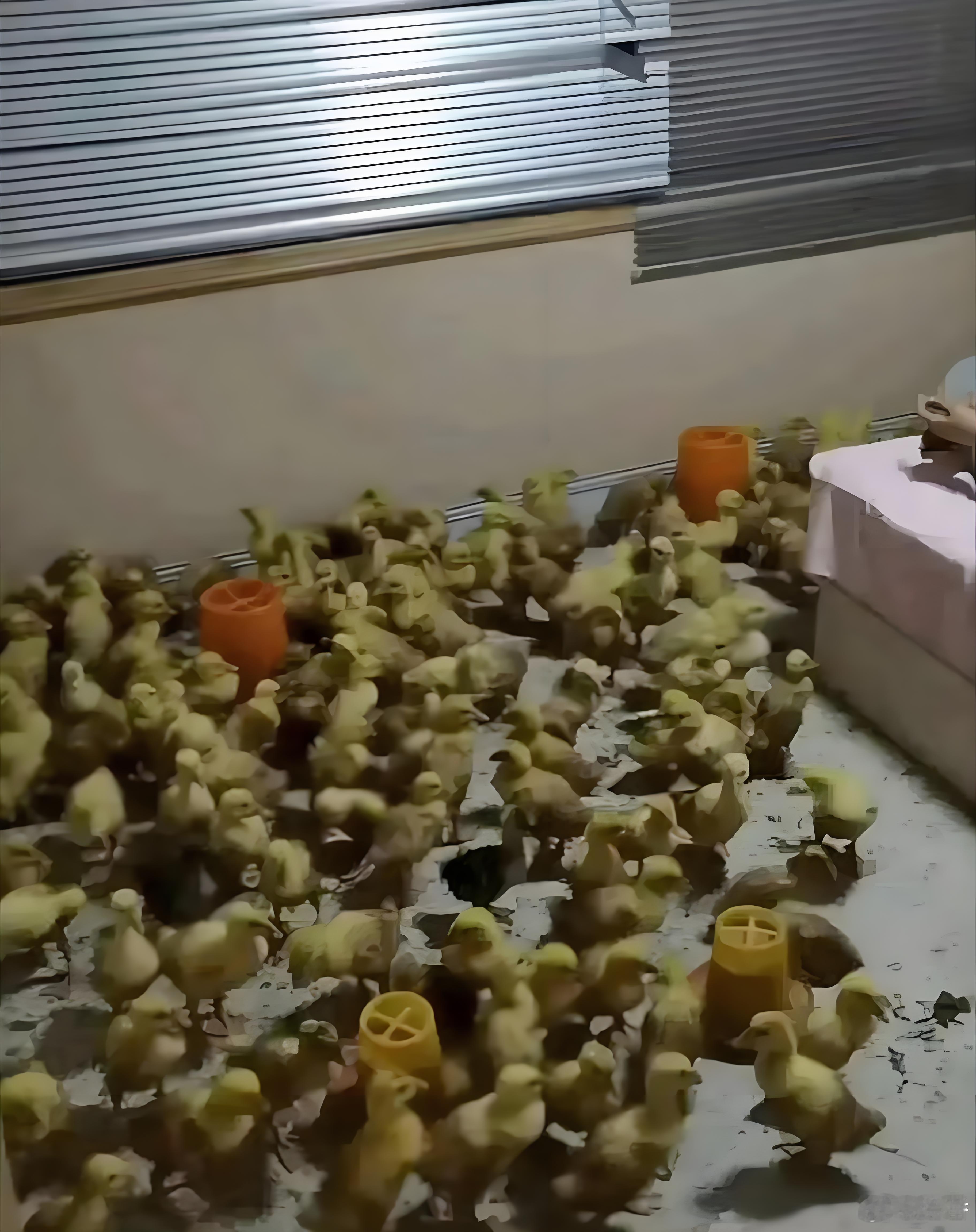 一个敢养一个敢住周围全是鸭子她是怎么住得下去的啊？
