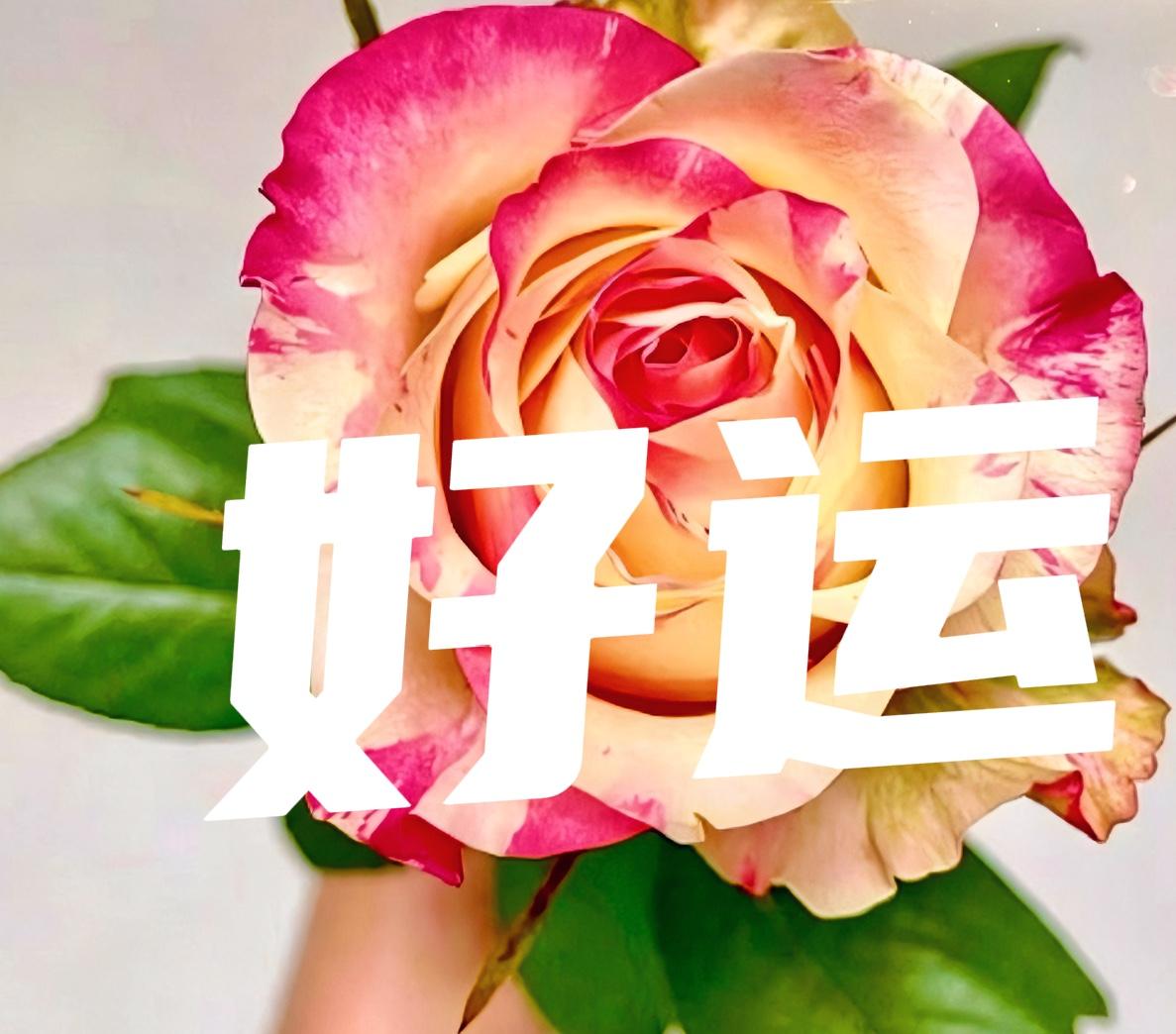 恭喜周（8/16～22）运前五名——天秤座♎️魅力提升，受人喜爱，焕然一新…