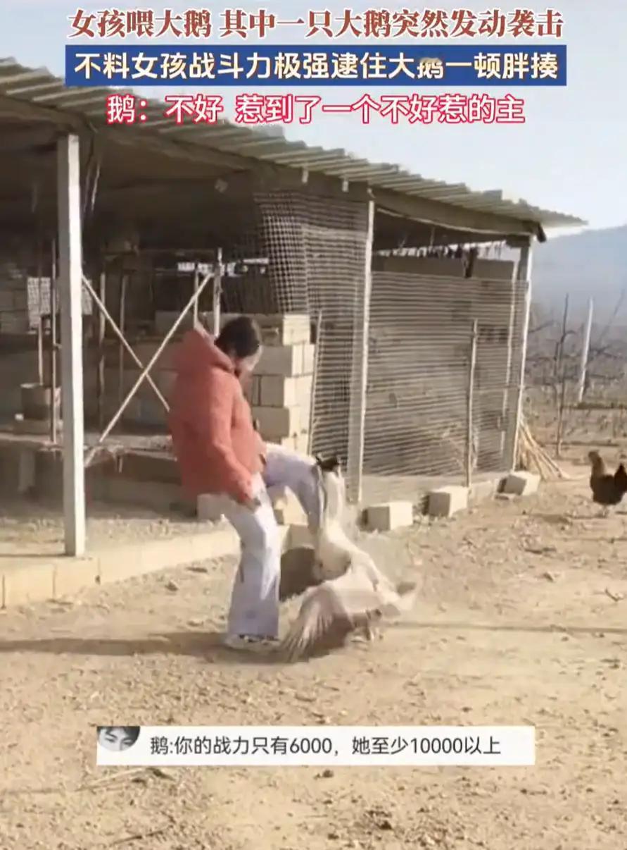 山东，一大学生放假回家，帮家里喂大鹅时，一只大鹅突然对女生发动袭击，没成想，女生