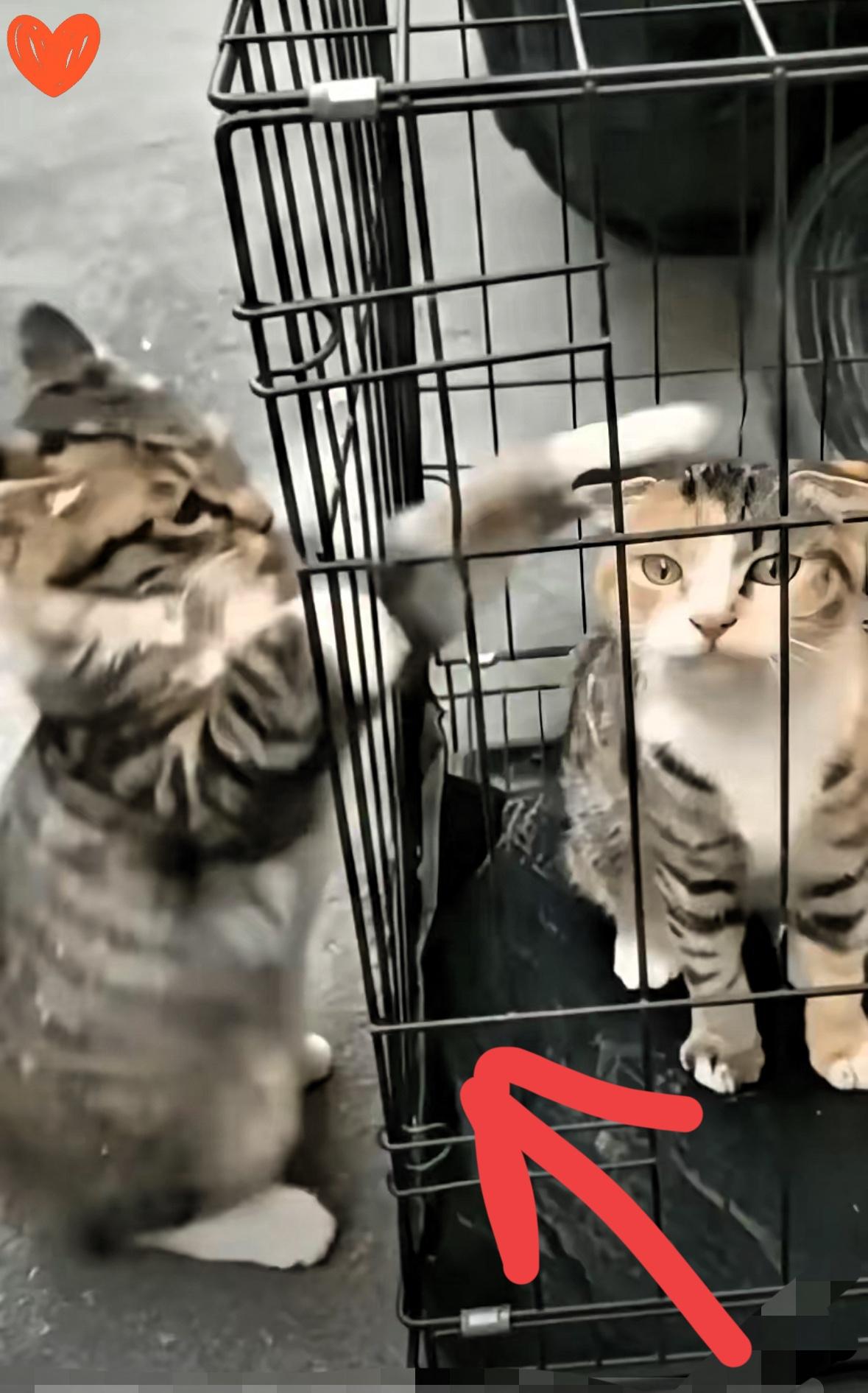太催泪了，今天在市场看到个大妈买了只猫咪装进笼子准备带回家。没想到另一只从笼子外