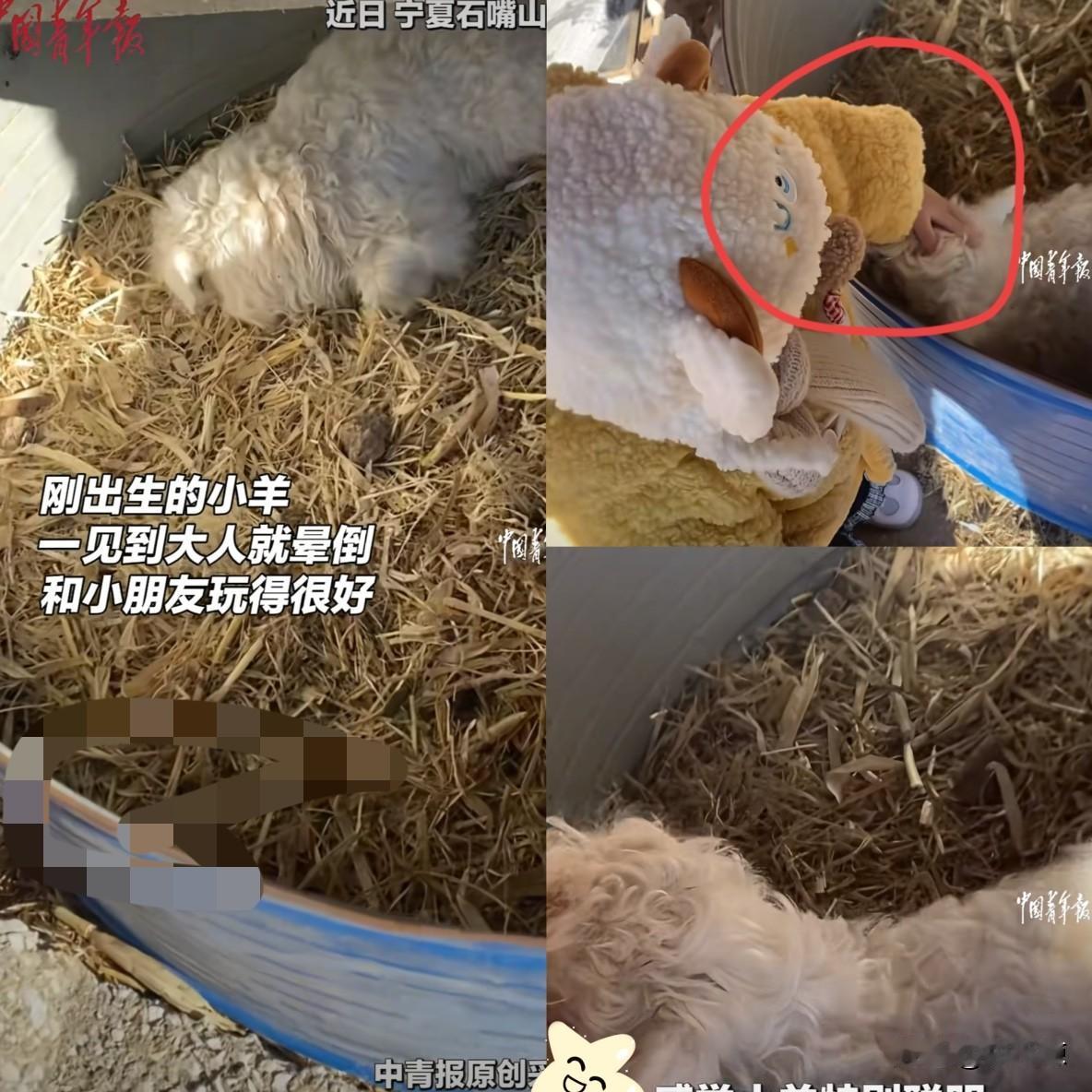 “解释不清了！”宁夏，男子把家里养的小羊拉到集市去卖，其他小羊都被顺利买走，唯独