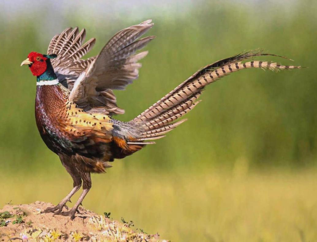 野鸡的“跨海双城记”：英国悬赏杀戮与中国法律保护下的命运反转