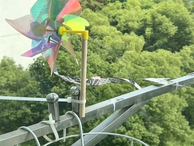 “天天来我家拉屎！”浙江一男子被斑鸠记仇报复，崩溃全网求助：我该怎么办啊！