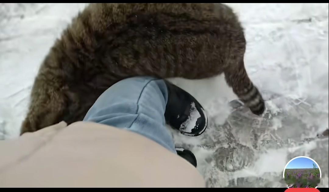 北京这几天下雪了，天冷起来了，王大姐出来溜达，这个狸花猫就跟上王大姐，在王大姐腿