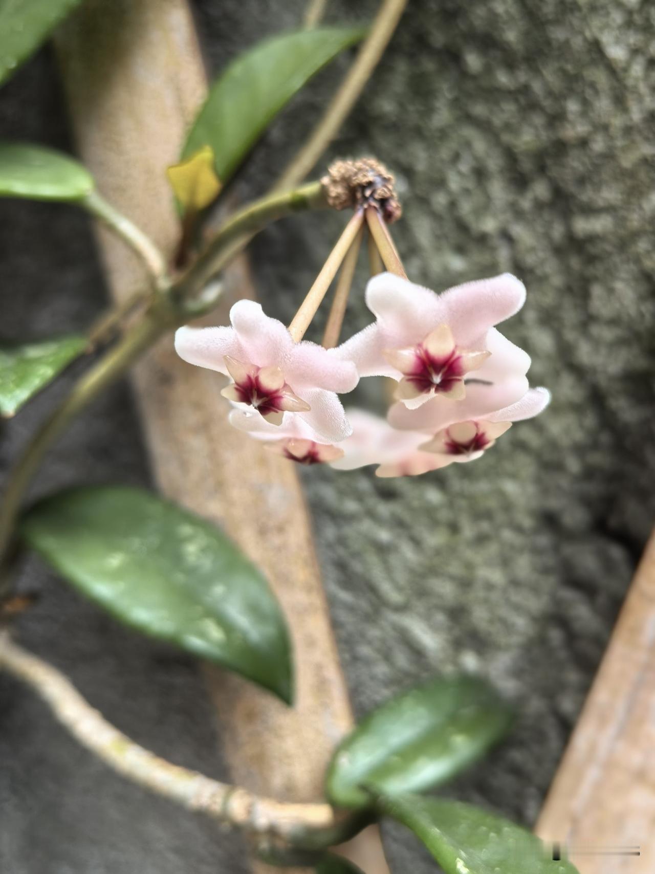 我老爸今年94岁了。离休干部，他并不喜欢子女过多打扰他较规律的当下生活。他不