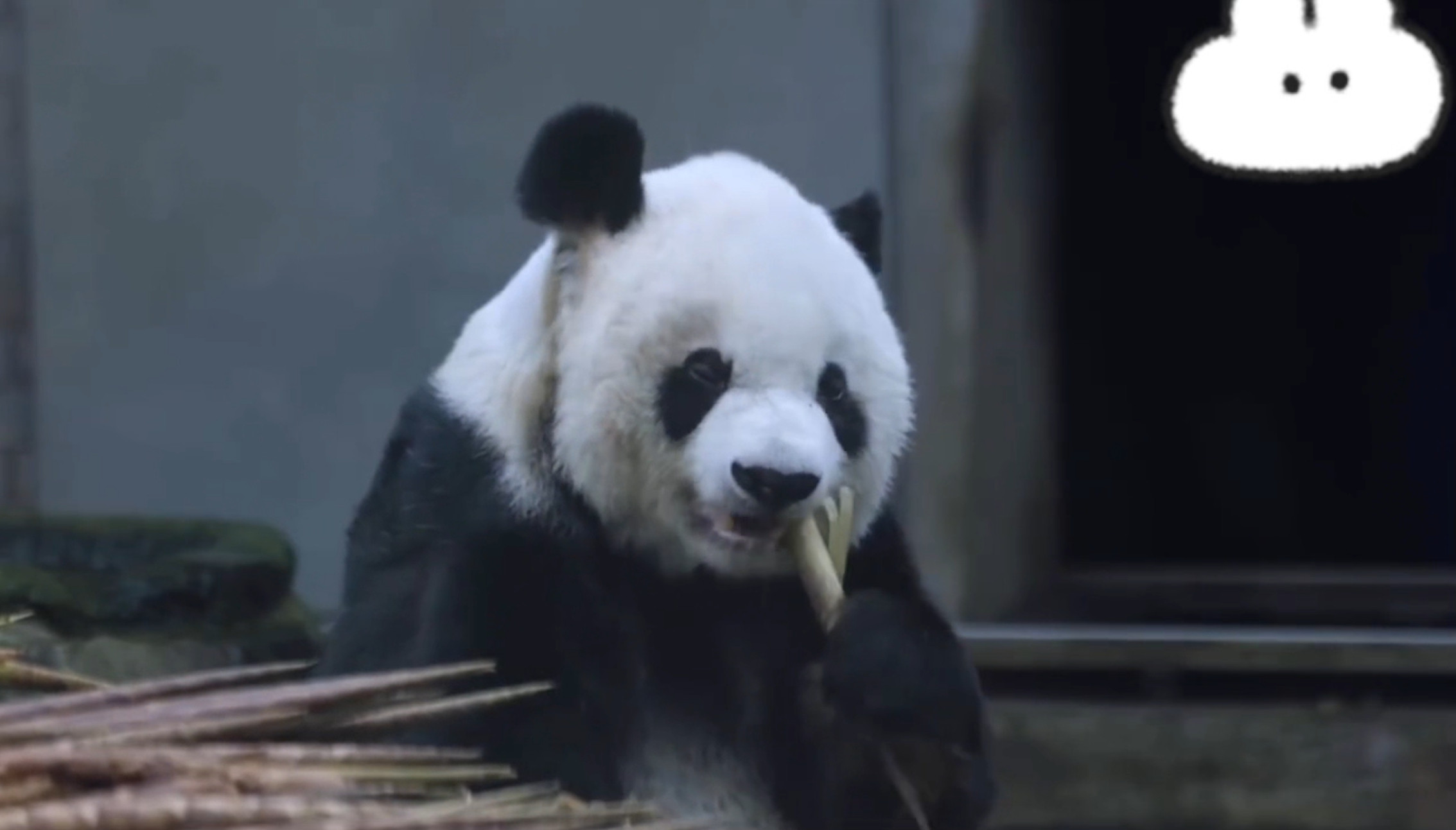 《熊猫奇遇记》第一季里熊猫们的撒娇卖萌太绝了，第二季即将上线，又有新萌点，一起