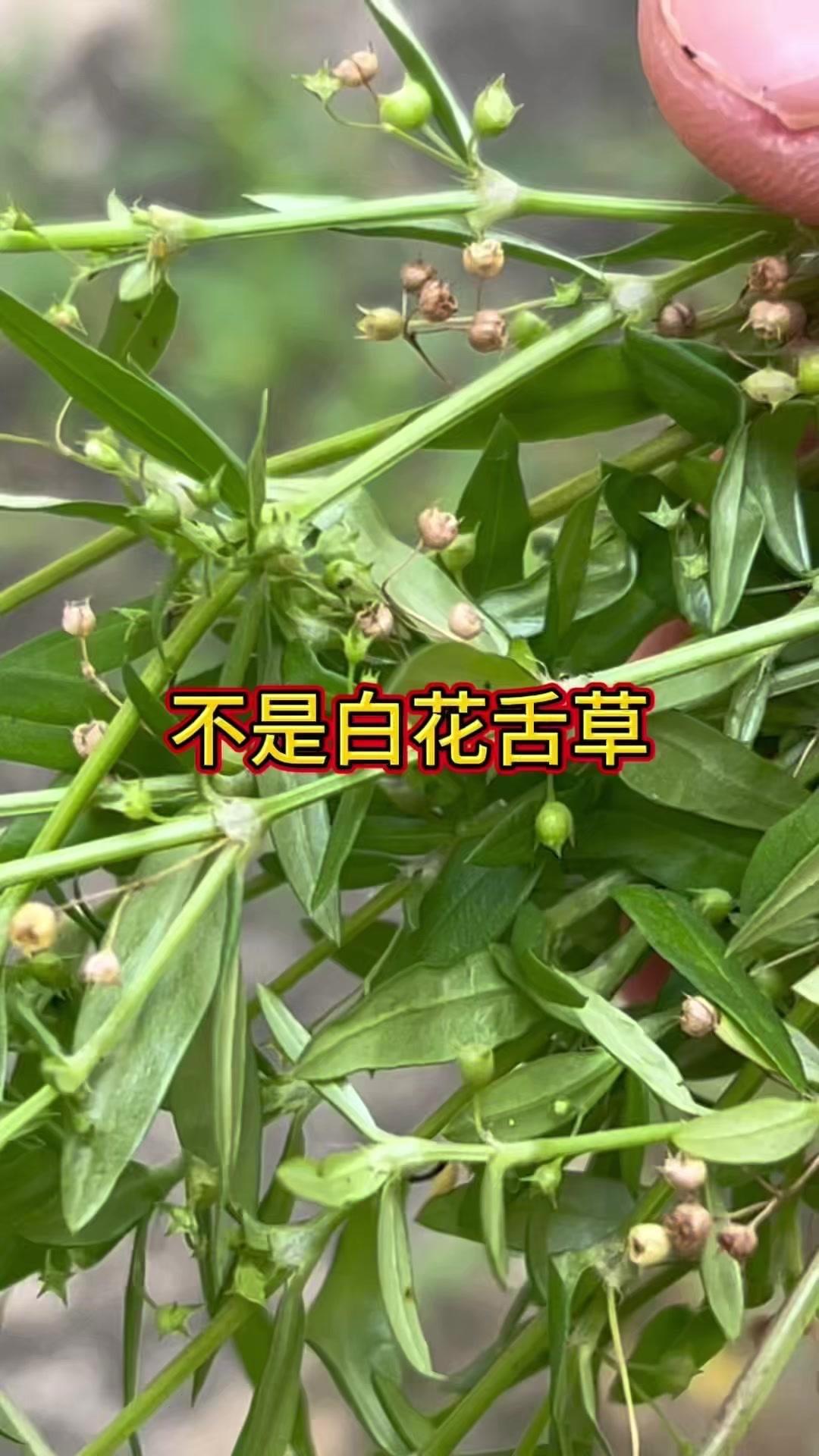🌿很多人经常将水线草误认成白花蛇舌草，其实二者不是同一种植物。1️⃣水线草的