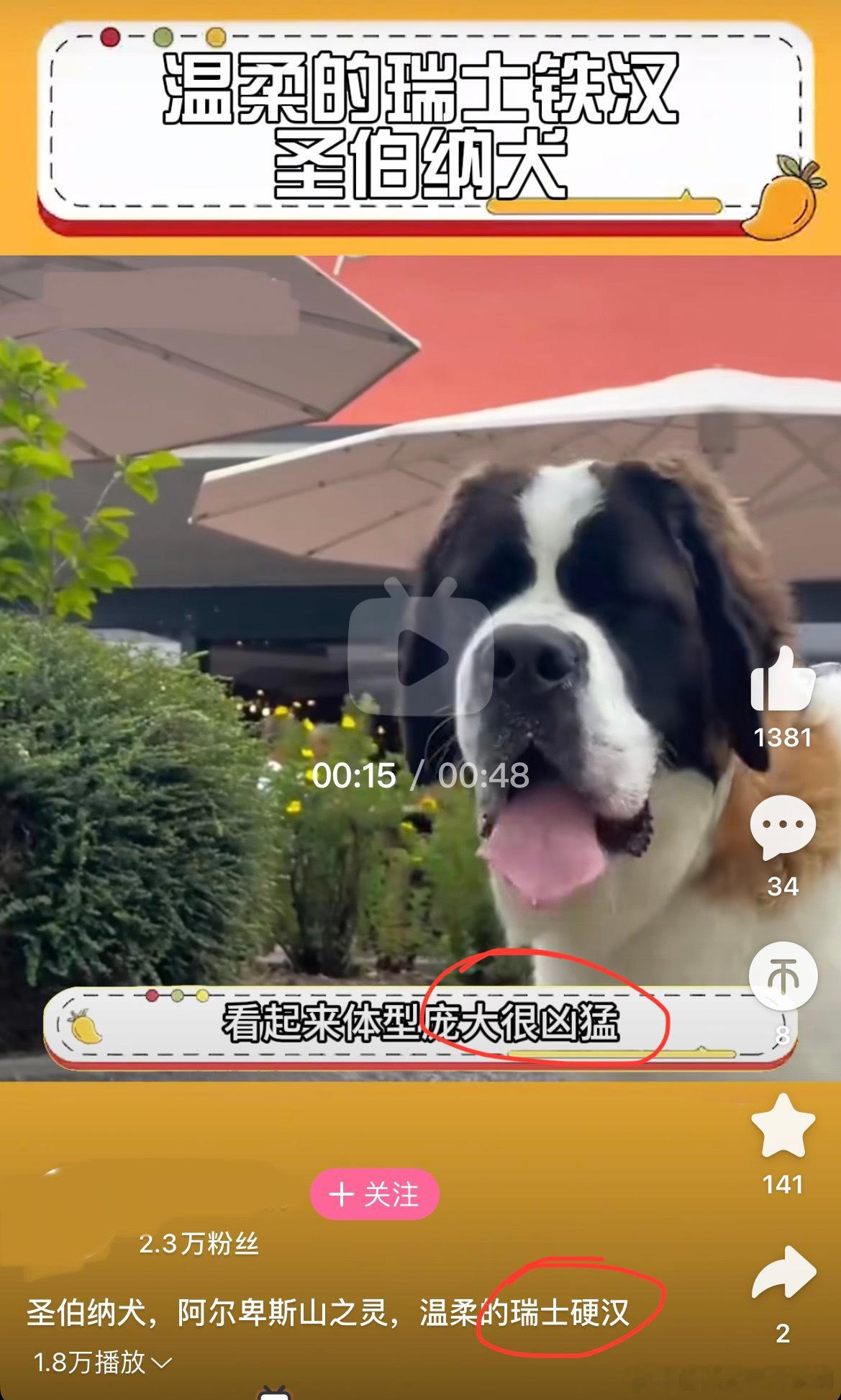这种品种的狗是没有雌性吗？​​​
