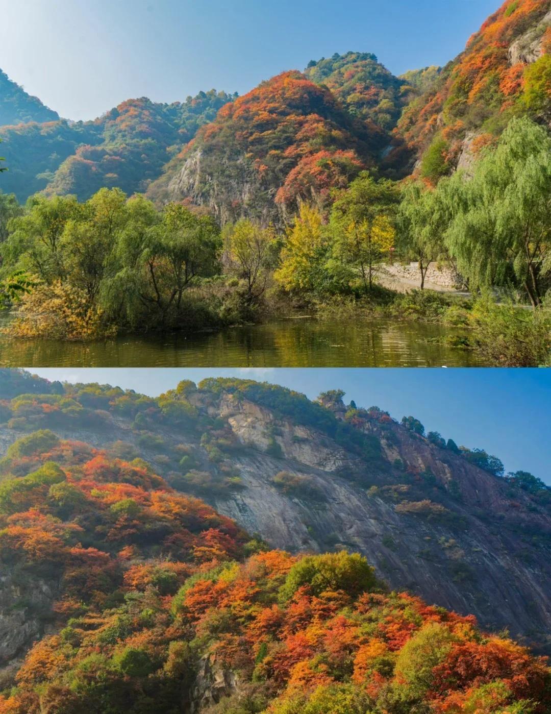 翠华山红叶全攻略!彩林云海美到失语!如果你问西安人秋天最该去哪,十个有九个会推