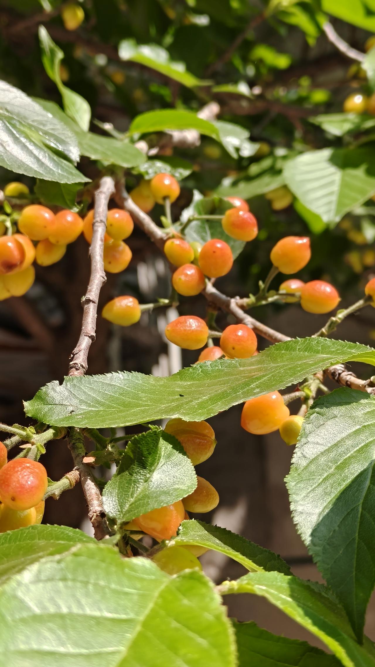 阳光下的樱桃树，红润的果实挂满枝头，生机勃勃！🍒