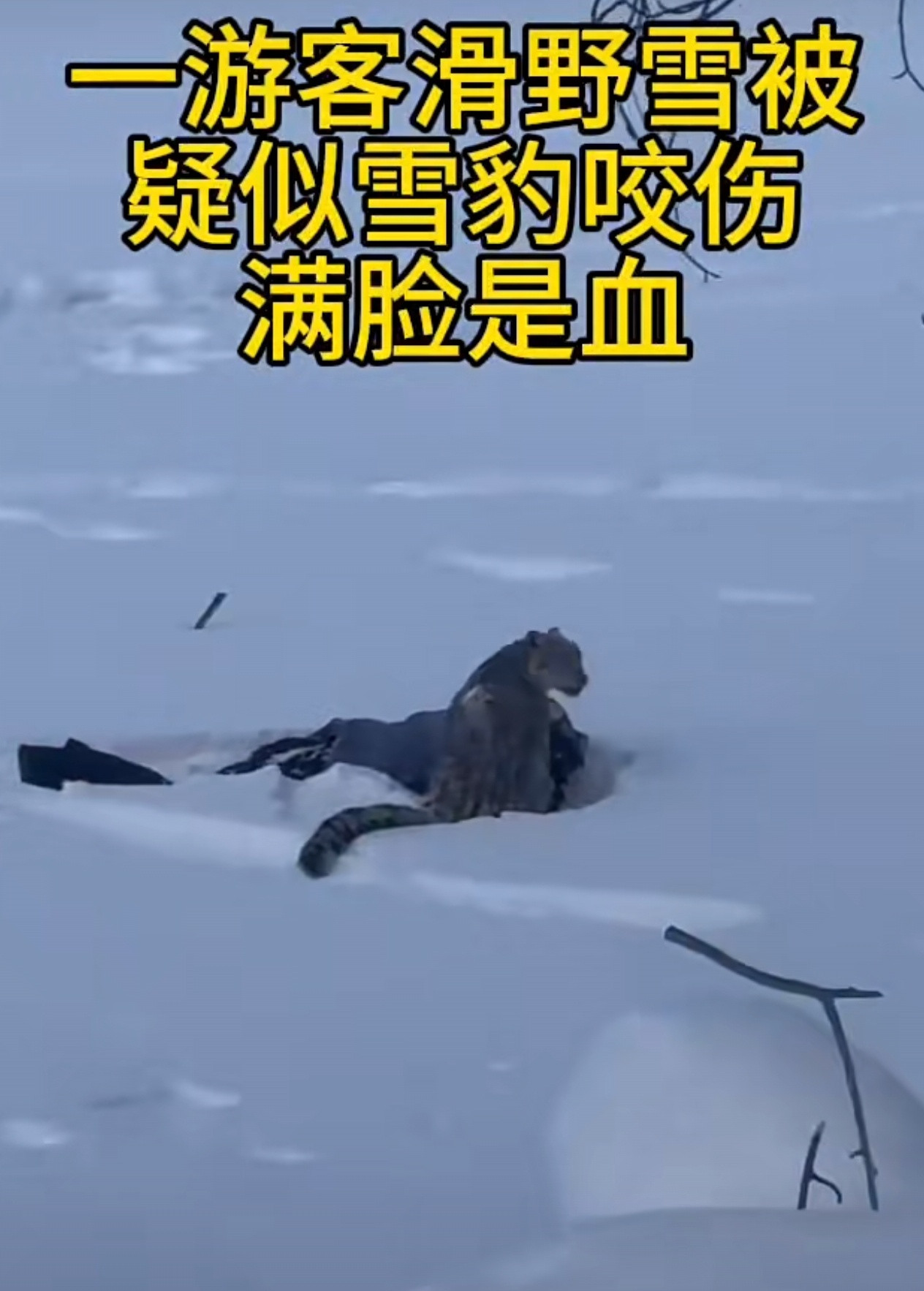 猫科动物是自然界最优秀的猎手，同体积同重量情况下基本没有对手。。。以小博大也是家