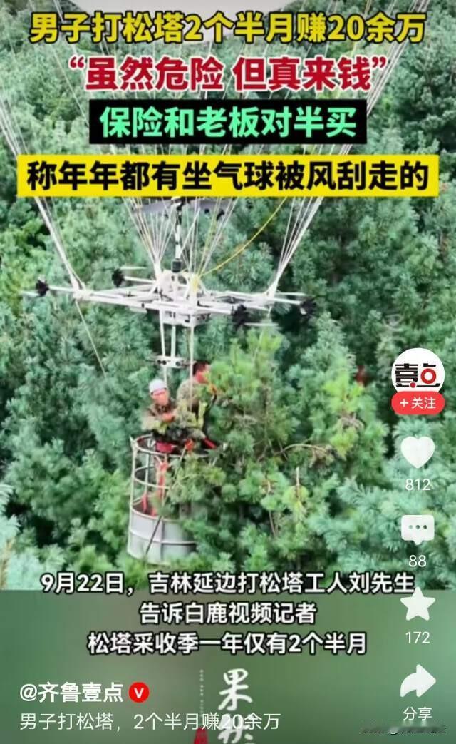 东北打松塔能有多赚钱？吉林延边，男子一年里拿出两个半月，专门打松塔，怒赚20多万