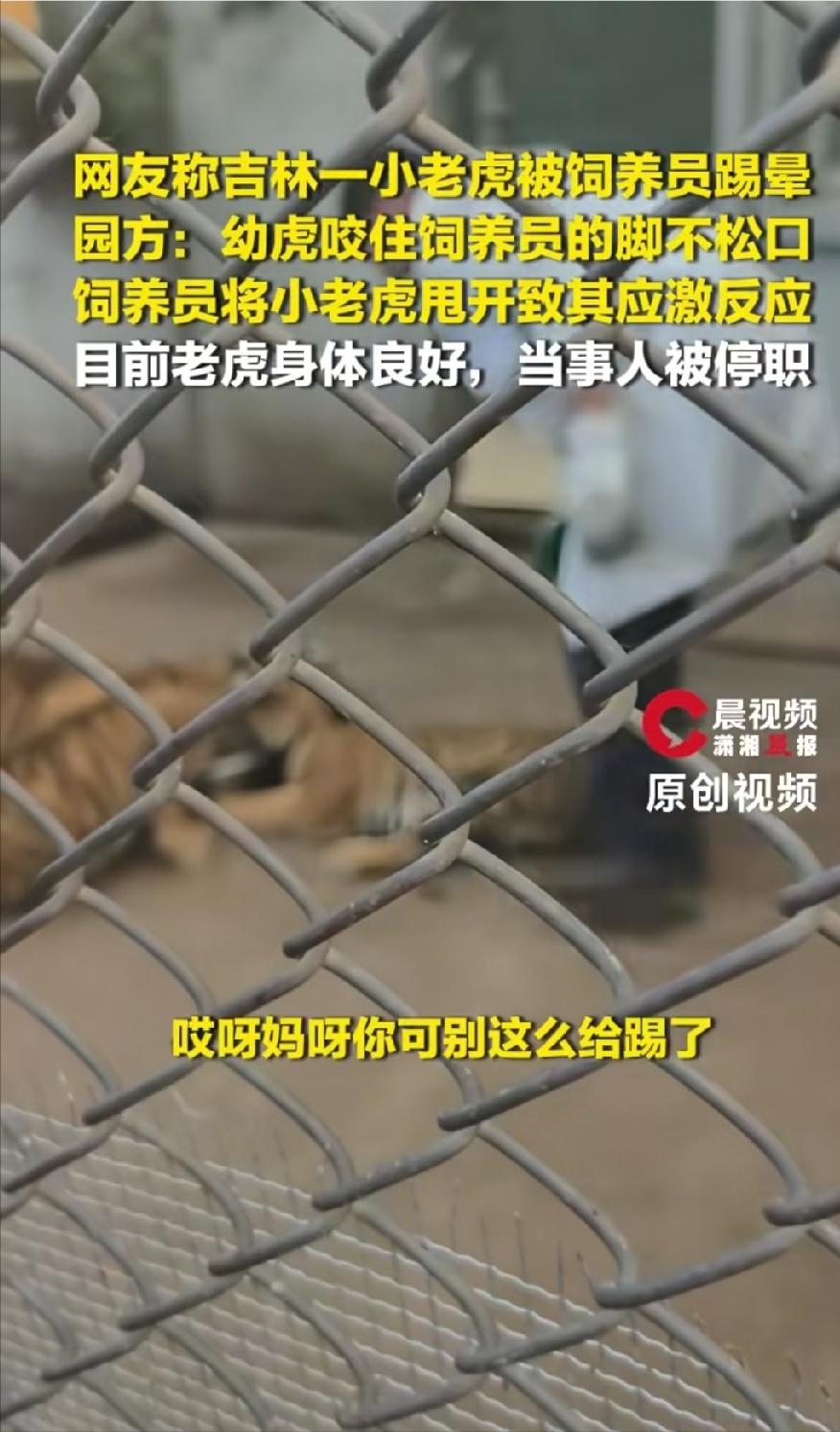 4个半月东北虎幼崽当场被饲养员踢得僵了过去！咬了人就该挨这一脚吗8月30号下