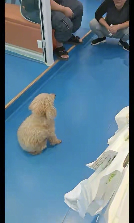 《主人给17岁贵宾犬安乐死，它目不转睛看了家人很久很久，太诛心！》11月30日在