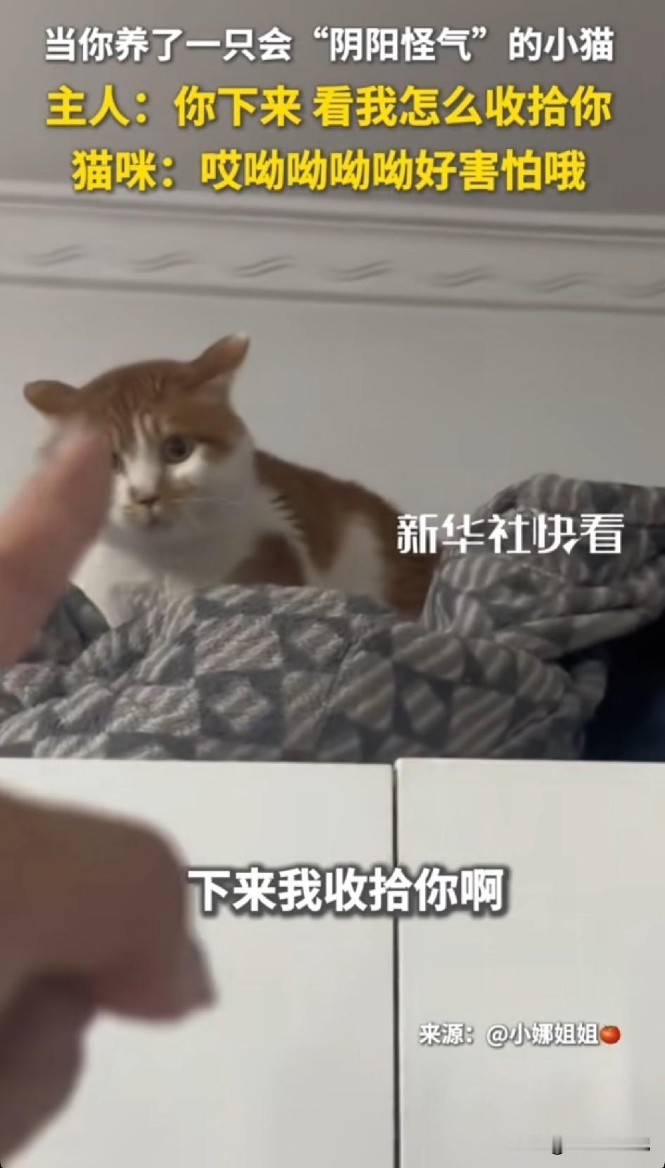 家人们，见过会阴阳怪气的小猫咪吗😂主人指着柜子顶上的小猫放狠话：你赶紧下