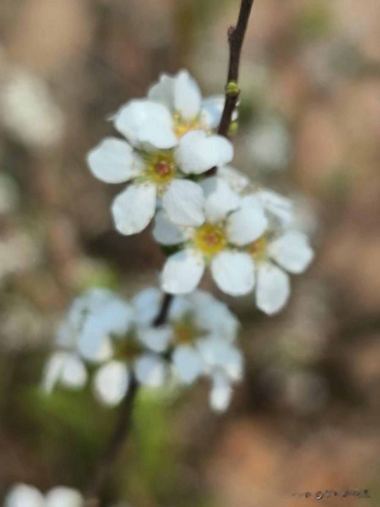 一朵朵小白花长在矮棵枝条上，一串串的，花朵繁茂，洁白秀丽，丛丛叠叠，枝条被细巧的