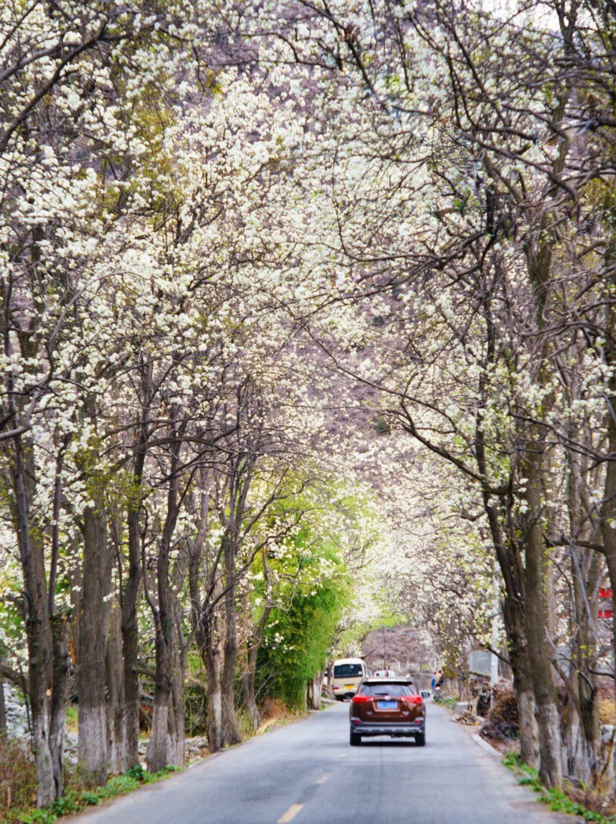 记录我的2026比云南还浪漫的赏花地，邂逅雪山+梨花海🌸🍃当春风拂过川西高