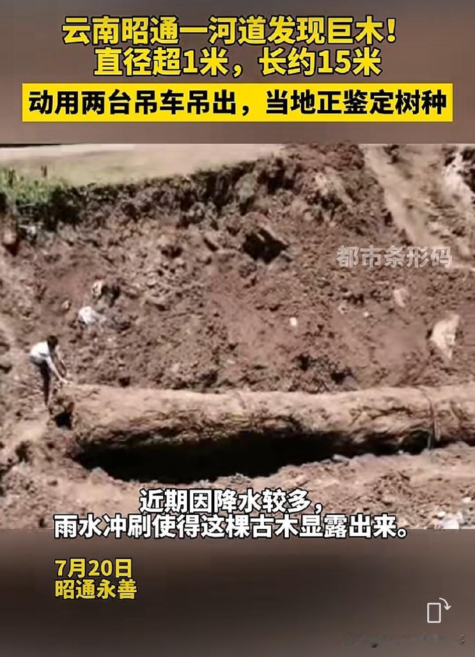 云南昭通永善县大厂坝出大事啦！连日的强降雨，让山沟溪流里一根深埋多年的巨木被大水