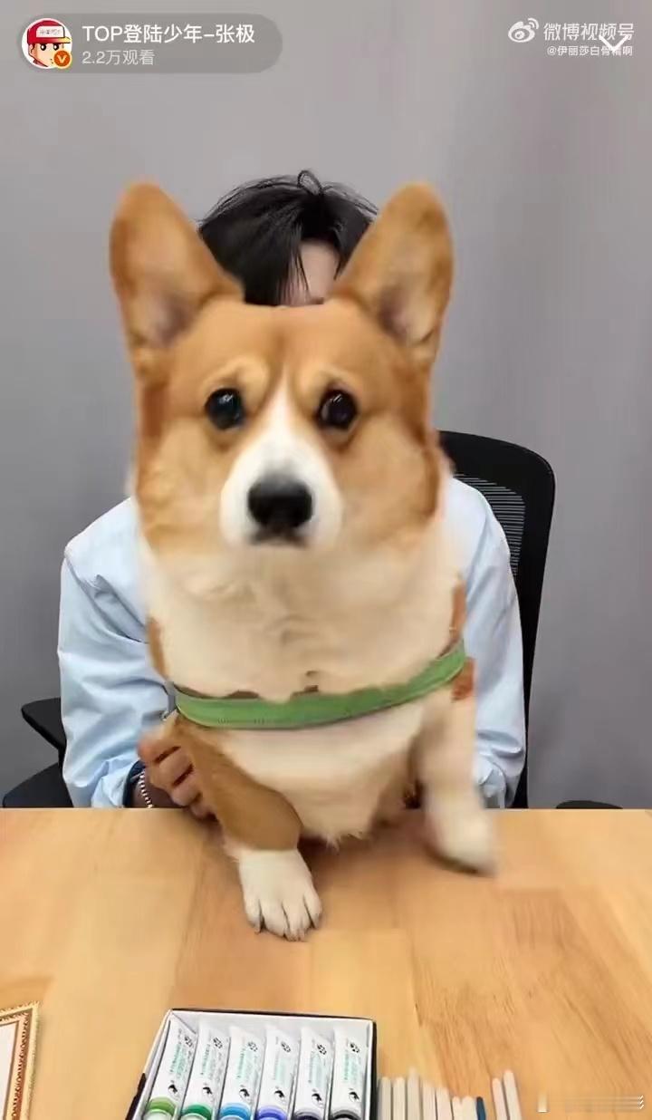 张极带狗直播张极带啵啵直播全世界最可爱的小美女柯基啵啵来了，张极看它的眼神全是
