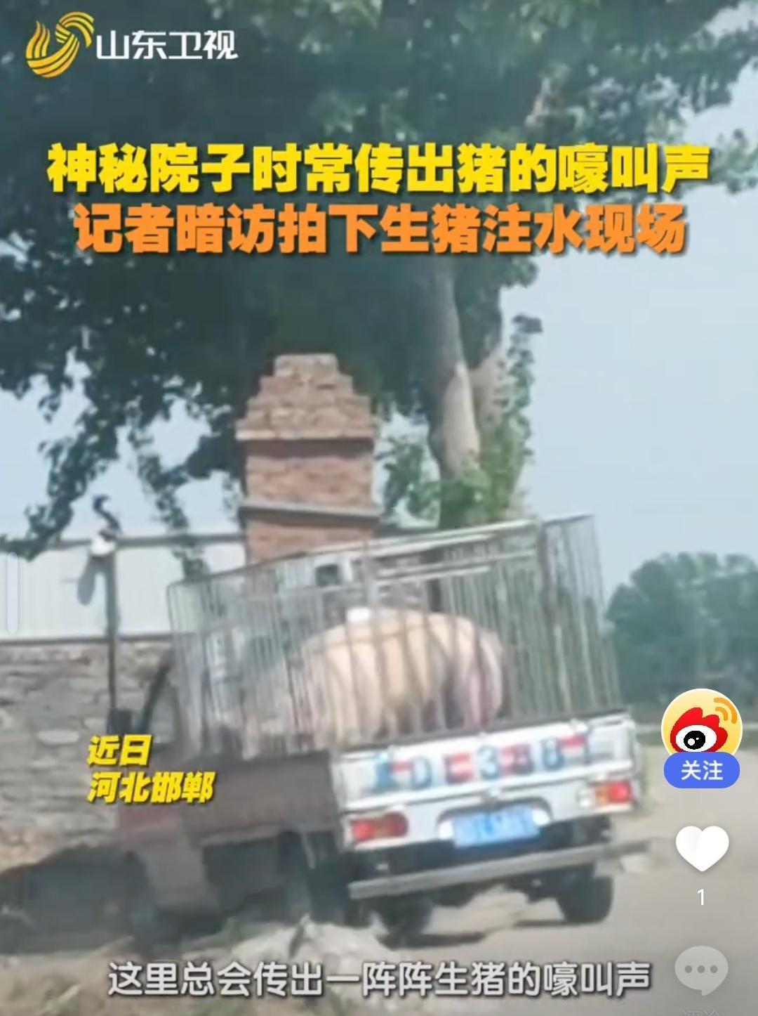 最近几天，猪肉价格大跌，一降再降，目前为止，每斤猪肉的价位跌到了5.9元，猪排稍