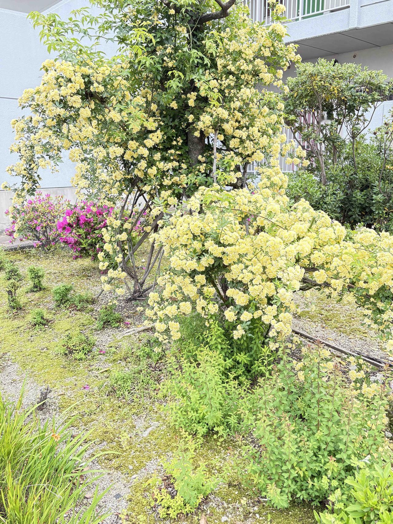 黄木香：🌿植物特征类别：蔷薇科蔷薇属的常绿或半常绿攀援灌木。花朵：花朵小