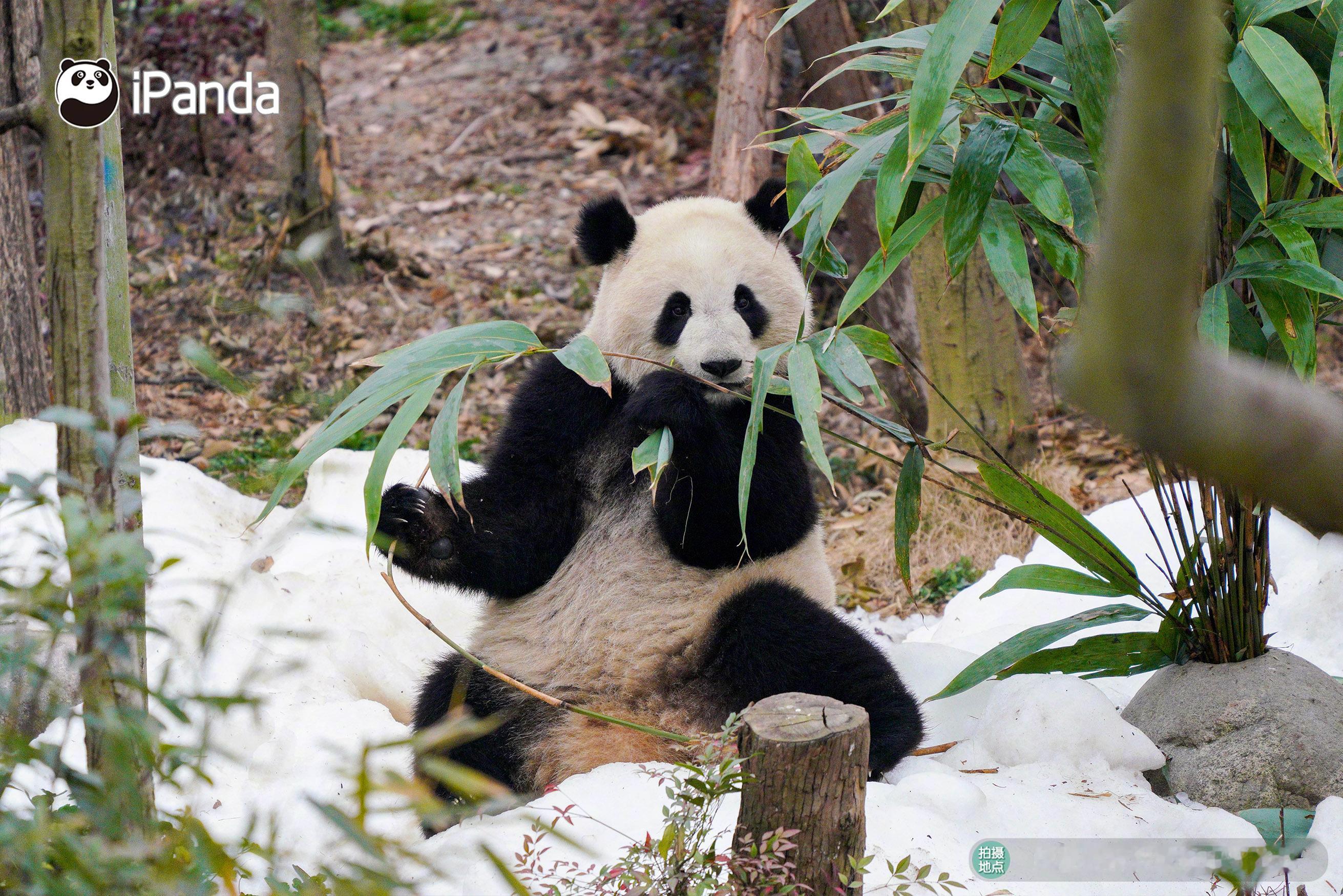 当熊孩子遇上雪，能有多浪漫？大熊猫有自己的冰雪大世界好像一切都温柔了起来～大熊