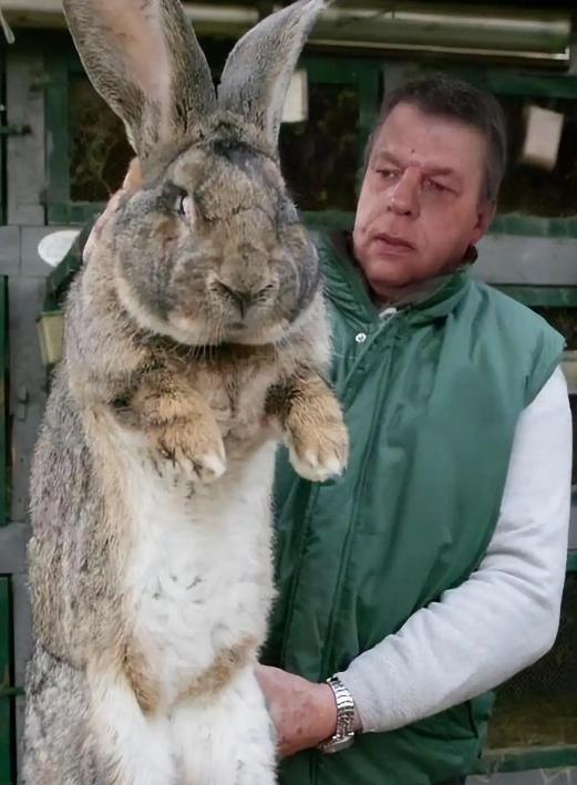 澳大利亚野兔成灾，数量超过100亿只，体重可达百斤，可却无人愿意食用，当地人给出