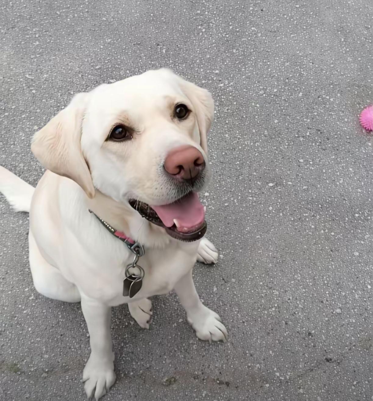 终于见到有人更新芬迪的状态了！在网上看到有网友说“​10月30日下午两点，大连