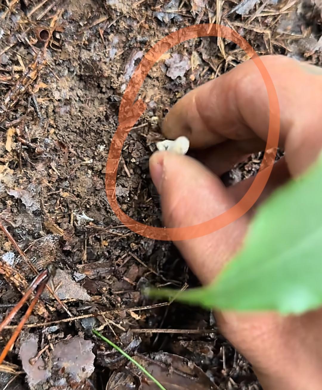 惊讶！去山上玩，谁想得到摔一跤竟然有惊喜，2026年2月5日消息，贵州开阳县