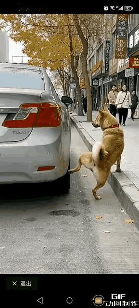 为了躲避狗吡尿，走的太早了，狗还尿完，走的太急了，撞到了前车，事缓则圆，人缓则安