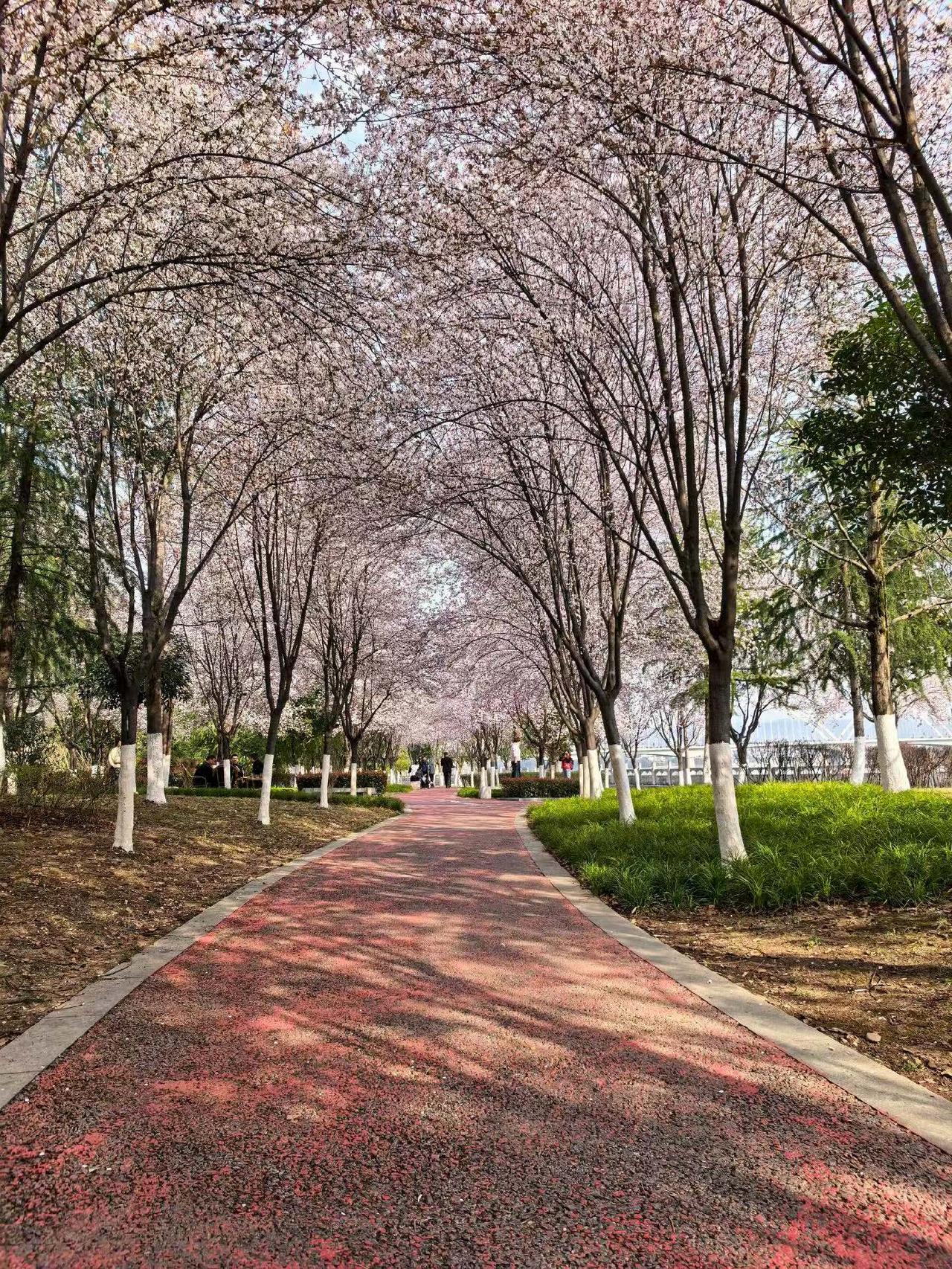 天南地北大拜年家门口的风景，没有十里也有三里，桃花盛开！🌸🌸🌸