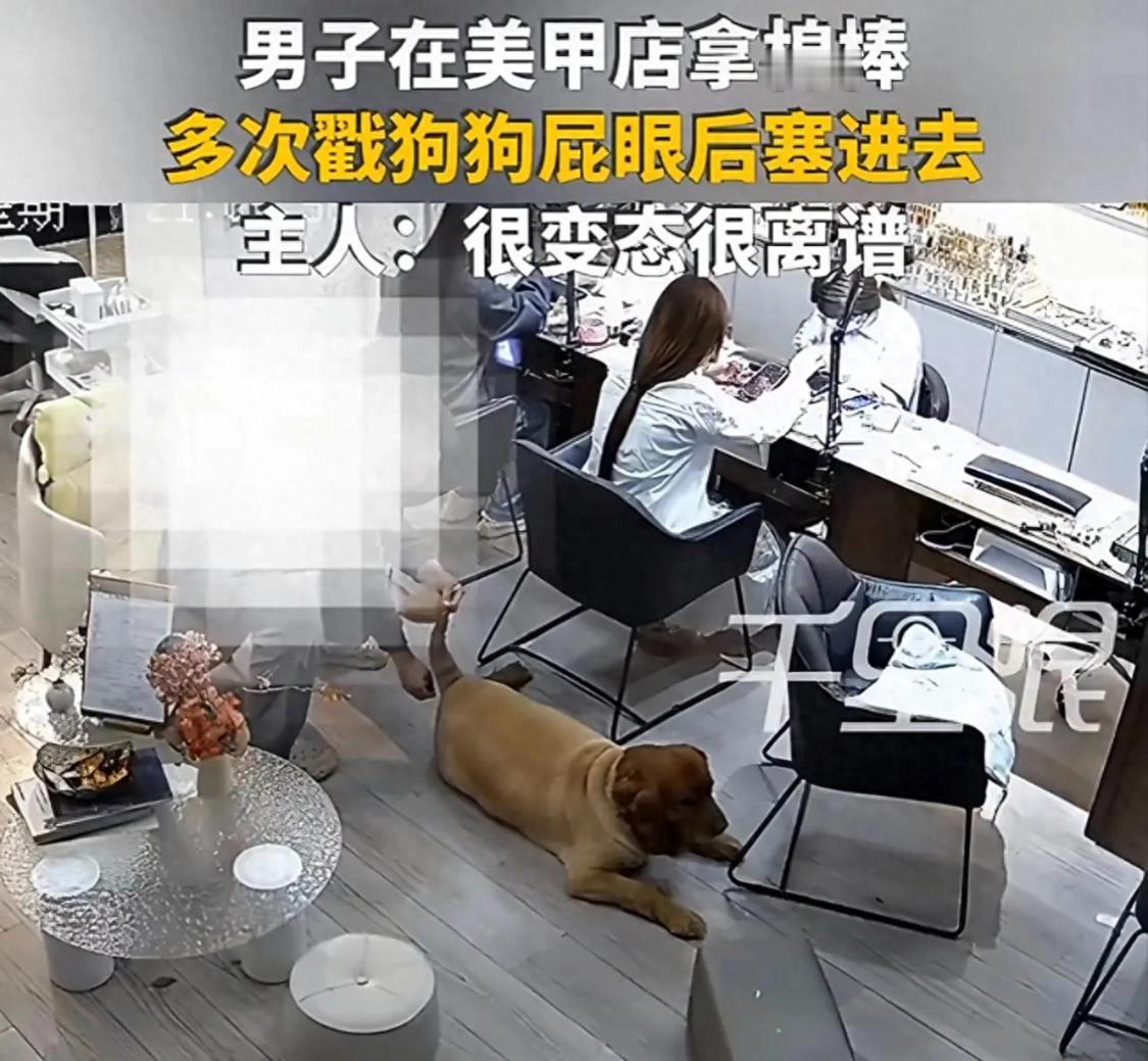 “这手也太欠了！”河南南阳，一美甲店主发现店里的狗子抑郁了，开始还以为狗是不是吃