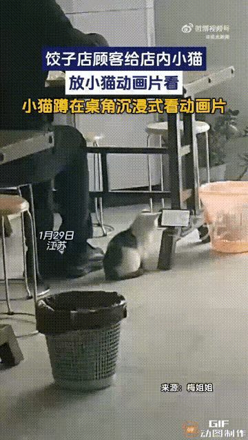 解释不清了！近日，江苏一男子在一家饺子馆吃饺子时，店主养的猫咪突然凑过去