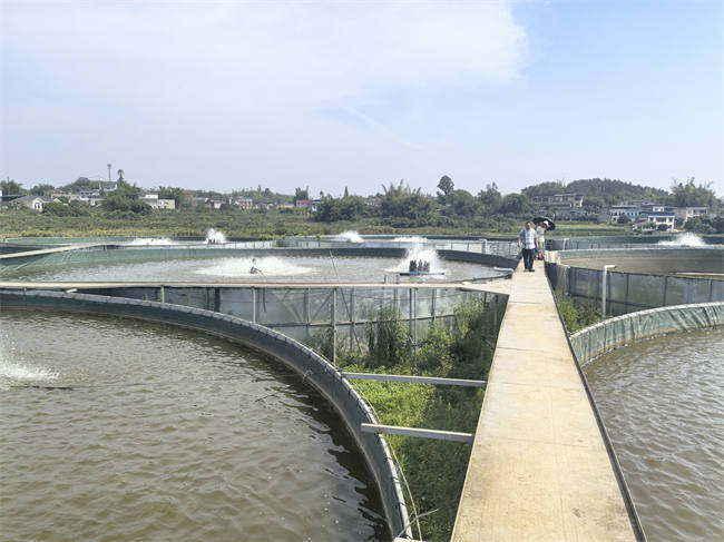 智慧养殖 高温商机 泸州泸县巨型桶养殖鲈鱼上市