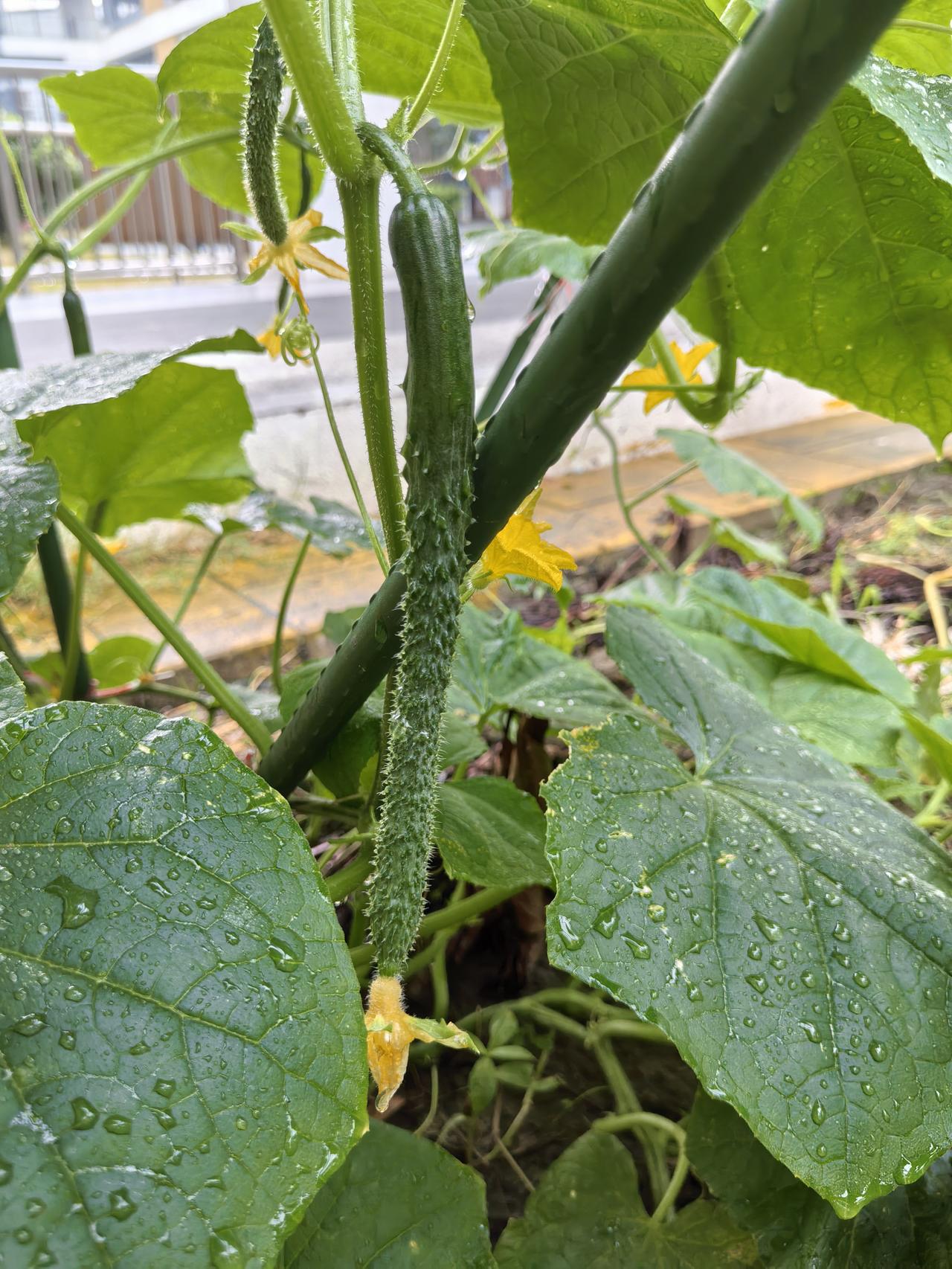 讲真，自己种的菜有一股清甜味儿。就说茄子吧，我就摘下来洗一下、切成段，饭锅上