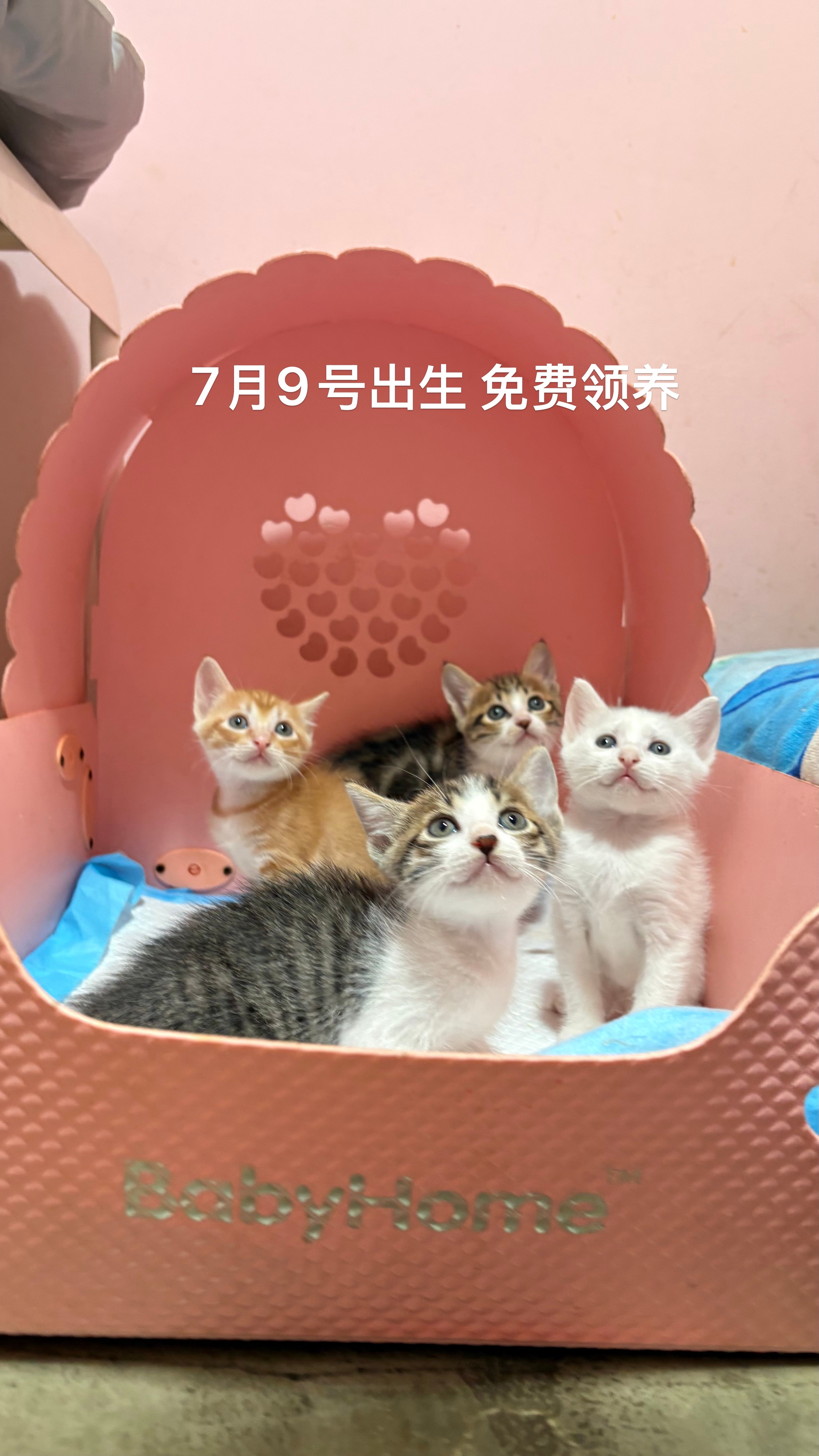 老爷爷抱两只打架猫咪拍照建议养一个妈妈生的孩子，不但不打架，相亲相爱过一辈子。