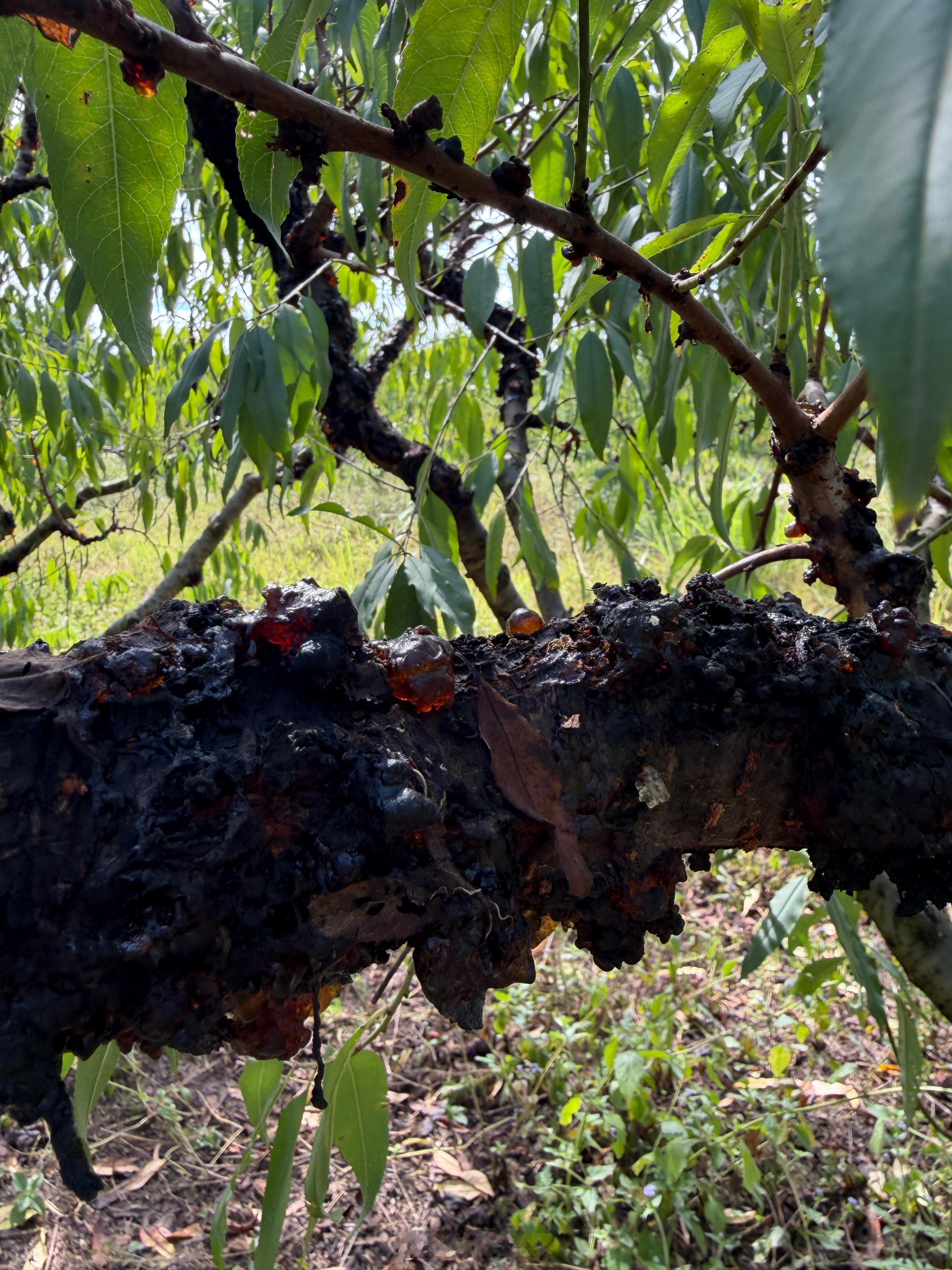 今天开极氪9X来摘桃胶，广东的朋友应该都喝过桃胶糖水。它其实是桃树皮分泌的树脂，