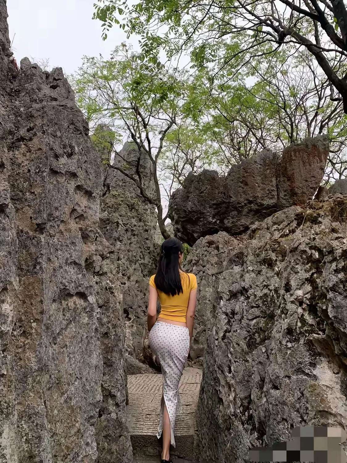 树上有一只圆圆的松鼠！看到了么