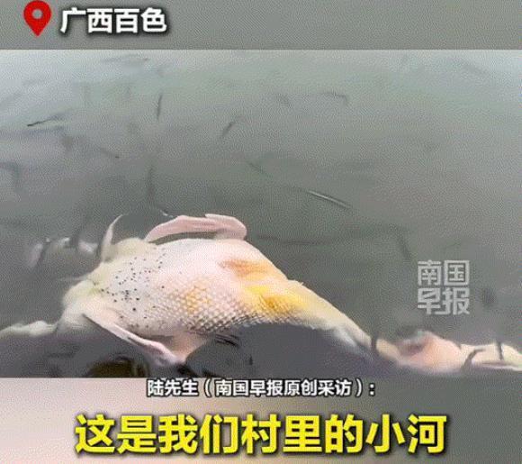 万万没有想到！2月16日报道，广西百色，一男子在河边清理刚杀的鸭子，但杀鸭容易拔