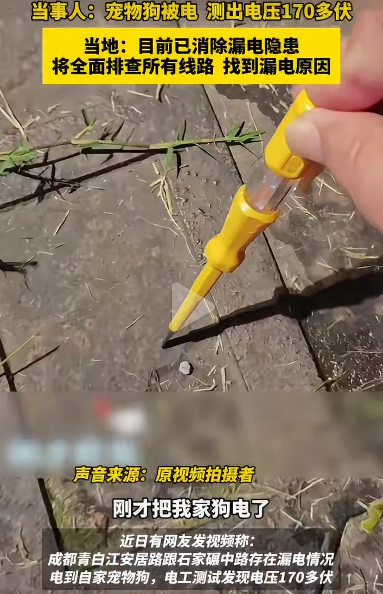 成都青白江一位网友正常出门遛狗，走在路口人行道上。自家狗狗走着走着突然莫名被电，