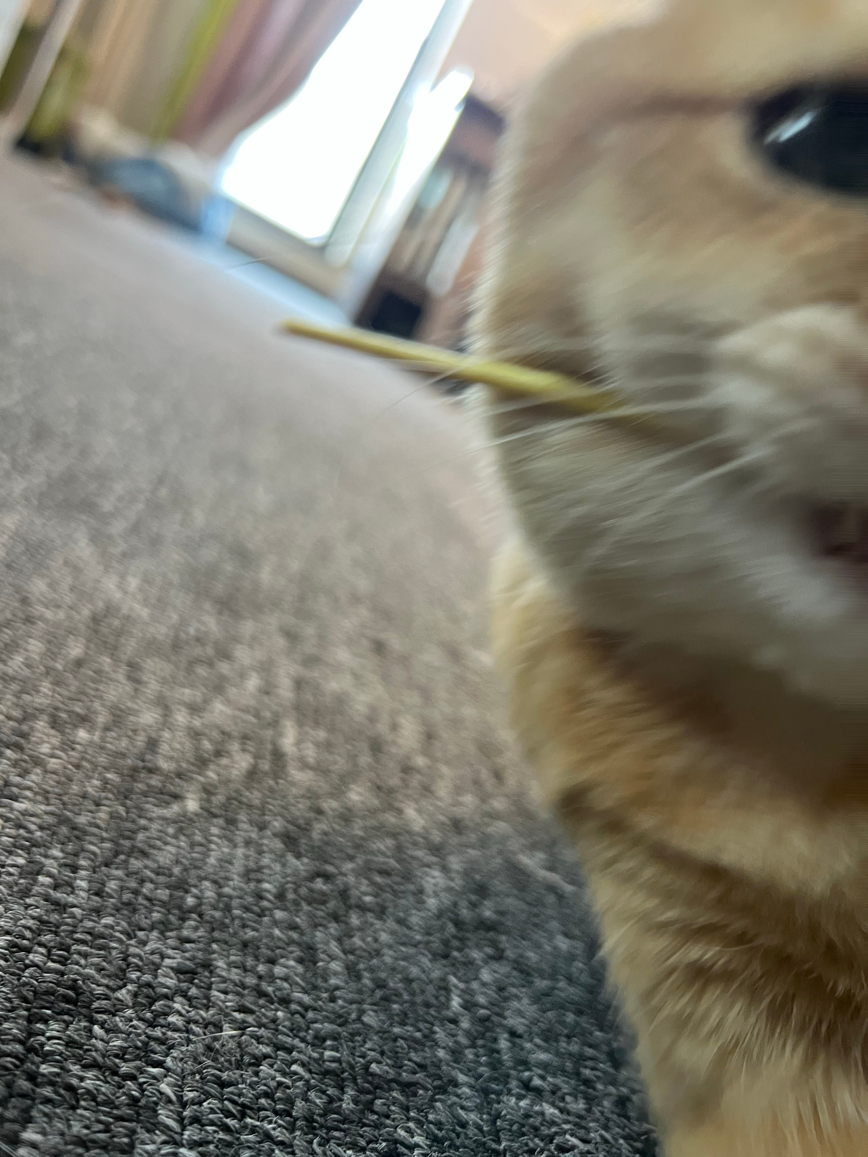 周一坏小猫好
